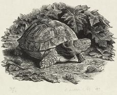 Tortoise and Snails by Chris Wormell. ©Ashmolean Museum Oxford