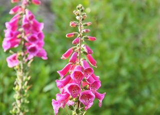 close up of foxglove flowers