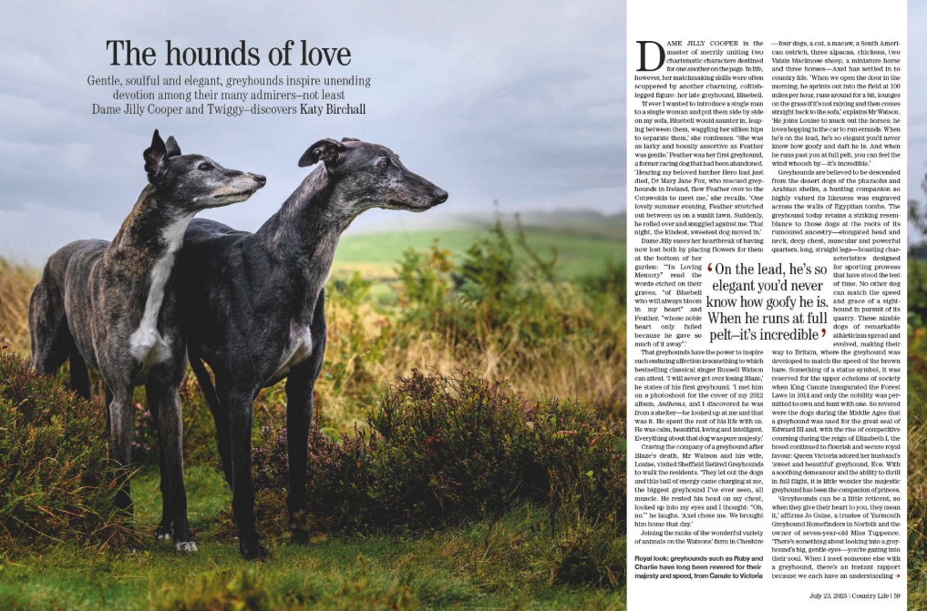 Country Life 23 July 2025 offers a celebration of greyhounds, steam power, pine martens and bedtime rituals.