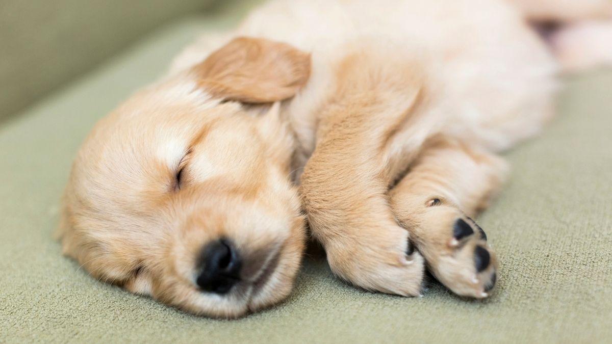 Puppy sleeping on sofa