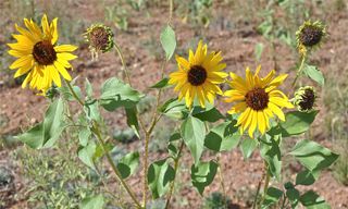 Unlike their one-headed, cultivated cousins, wild sunflowers growing in open fields and ditches and can have multiple flowering heads