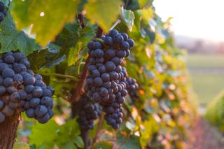 Carignan wine grapes