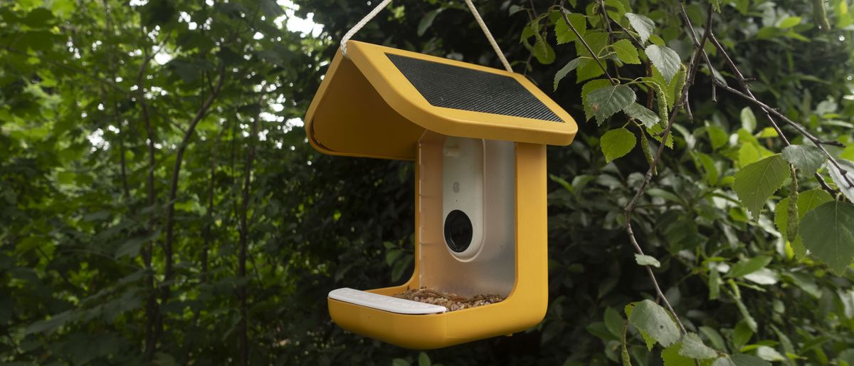 Bird Buddy Smart Bird Feeder camera hanging from a tree