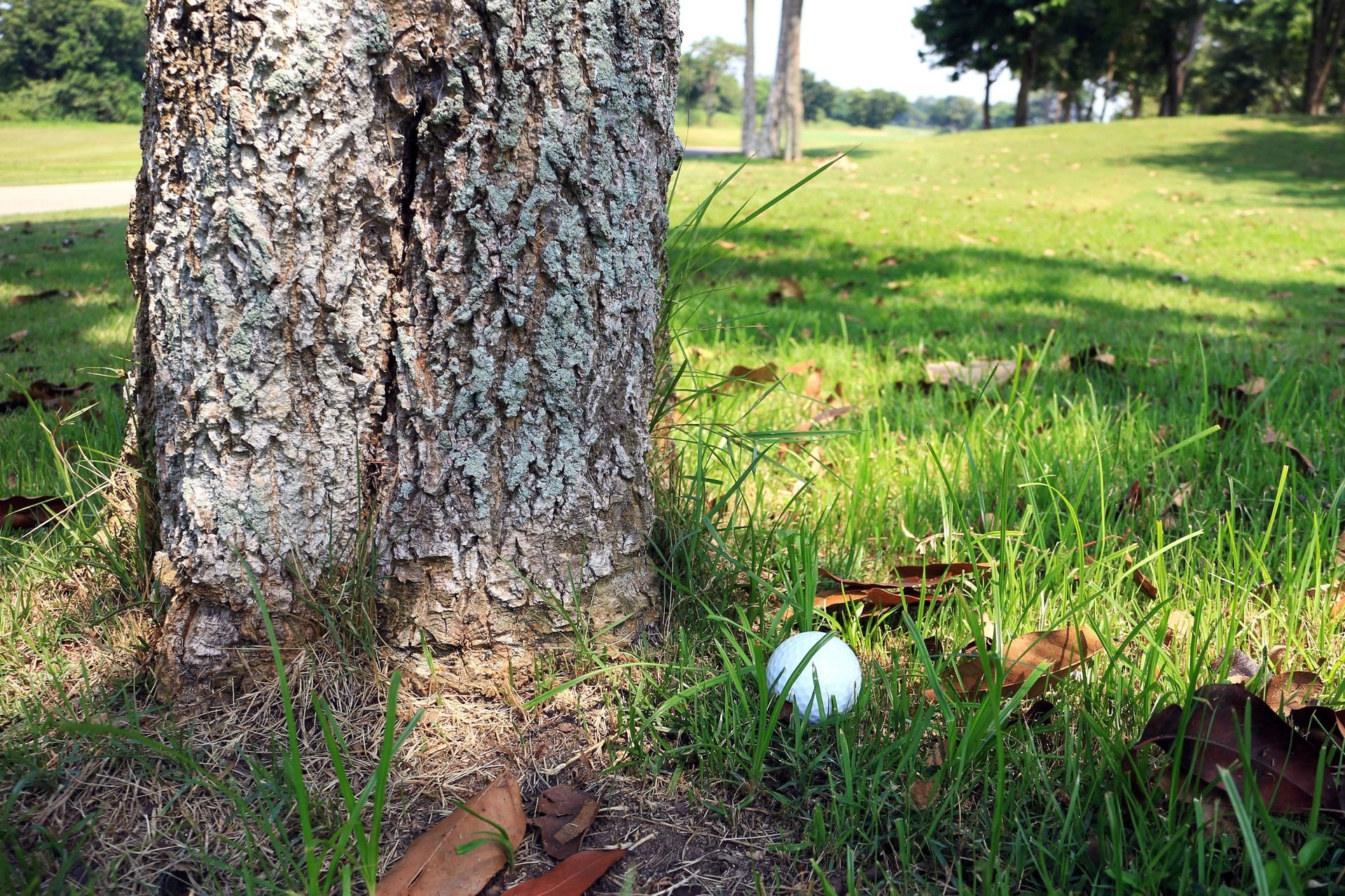 Ball beside tree GettyImages-852208420