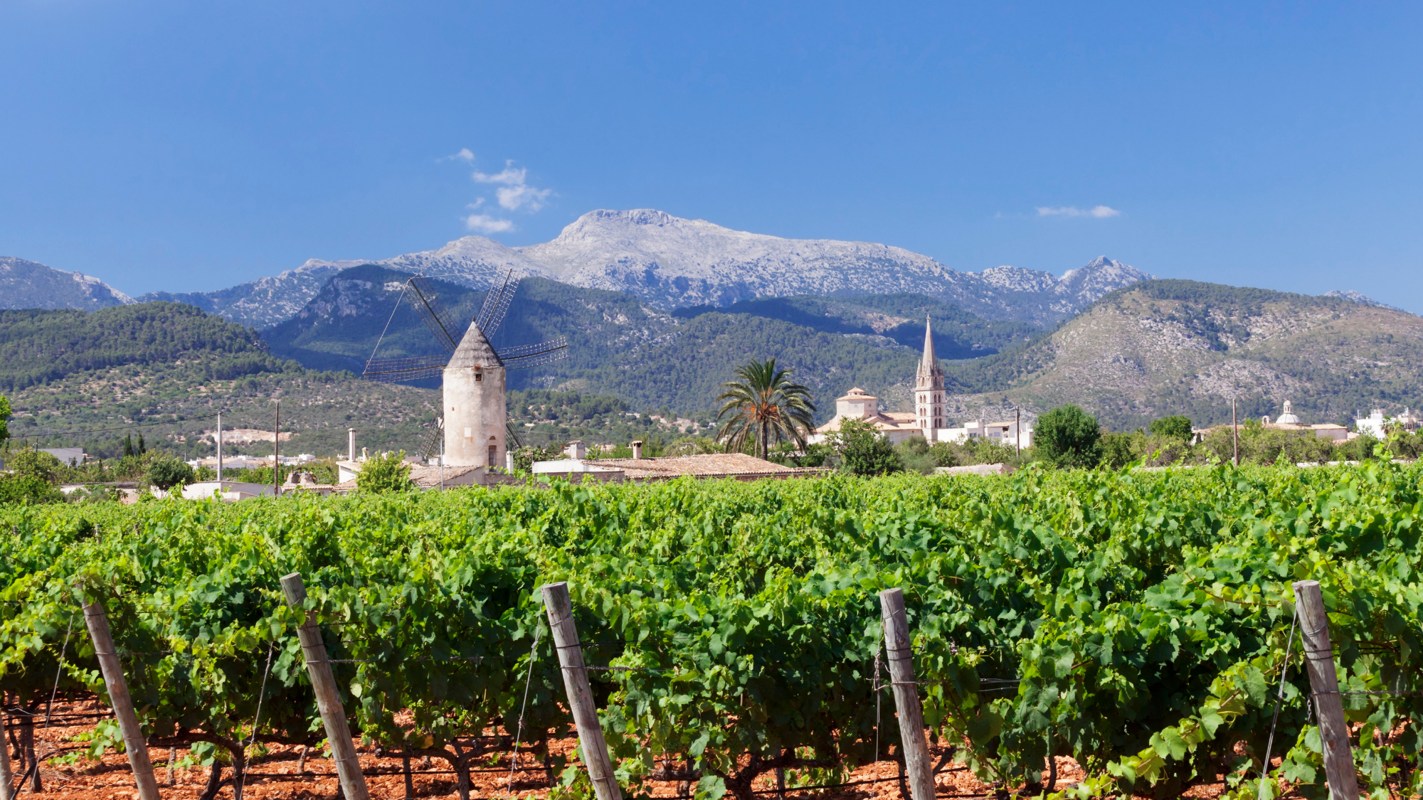 Windmill and church, vineyards in Binissalem Majorca