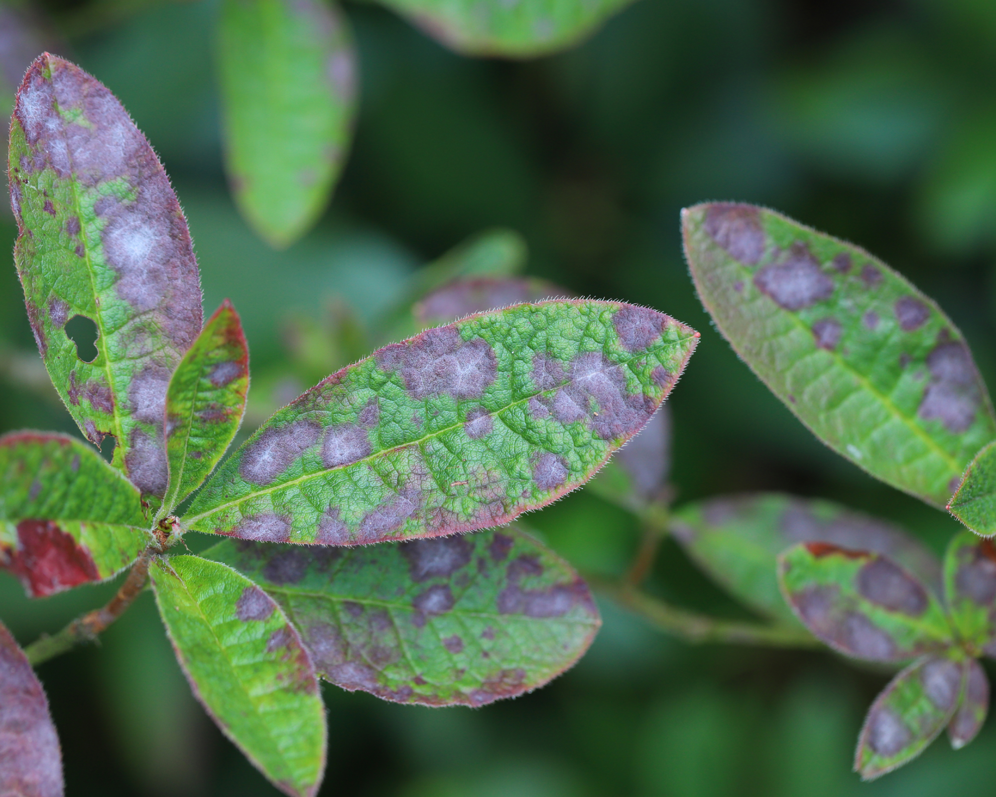 Fungal disease spots on azalea leaves