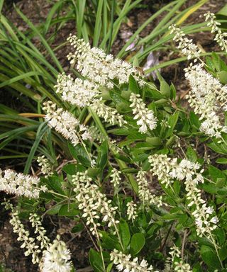 white flowers of Clethra alnifolia ‘Hummingbird’ shrub