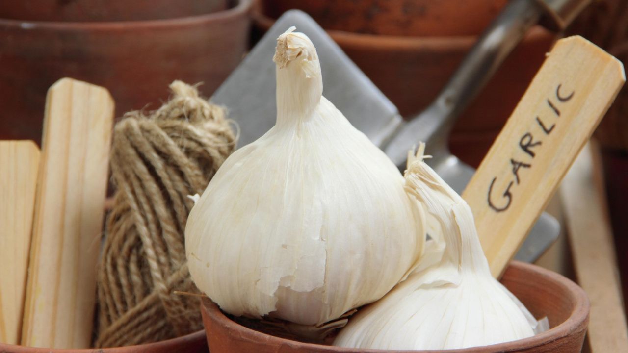 A garlic clove in a pot with label ready for planting