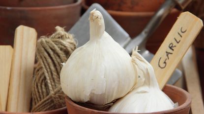 A garlic clove in a pot with label ready for planting