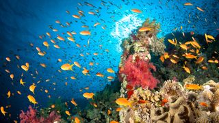 This is an underwater photo of white, green, and reddish-pink coral reef surrounded by a school of little yellow Anthias fish. It was taken in the Red Sea.