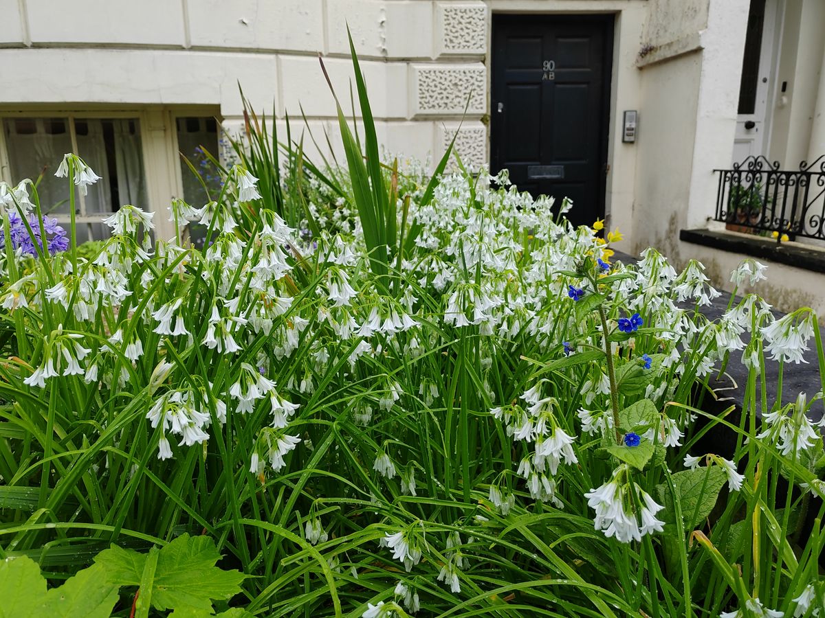 Honor Magic Vs camera sample front garden