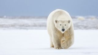 Polar bear in Arctic National Wildlife Refuge