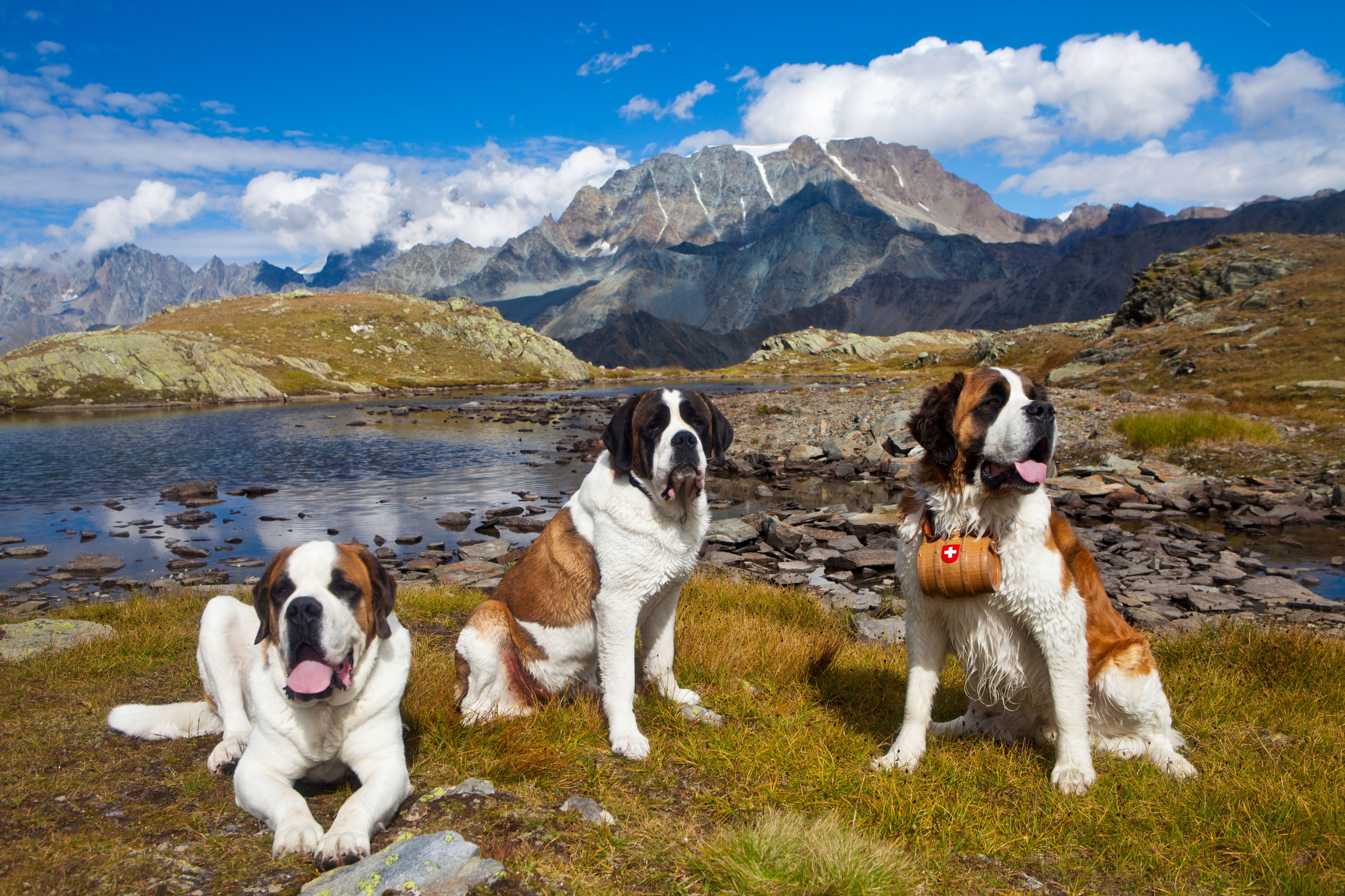 Three St Bernard dogs resting by an alpine lake, surrounded by rocky ground and grassy patches, with dramatic snow-tipped mountain peaks under a bright blue sky in the background. One dog lies down panting, one sits upright, and one wears a small wooden rescue barrel on its collar.