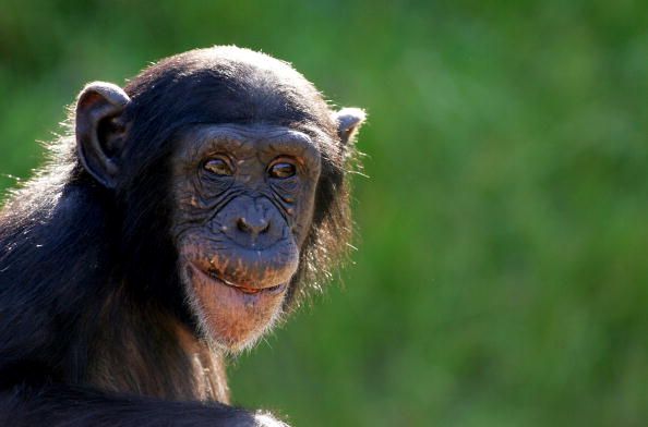 Chimpanzee