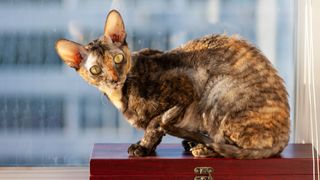 Cornish rex