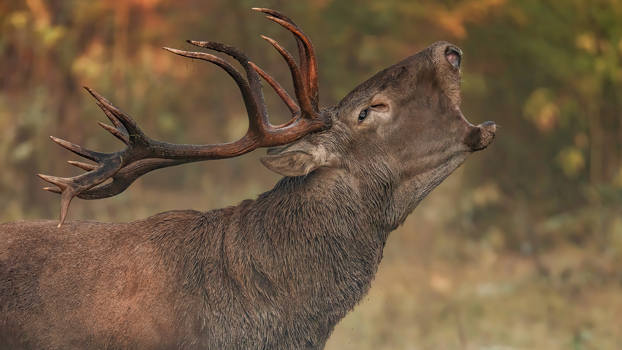 A massive Anatolian red deer stag roars during the annual rut, near Mount Uluda&amp;#287; in northwest Turkey