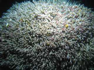 Researchers estimated that there are more than 14,000 tubeworms in this tubeworm 'bush' found in the deep sea.