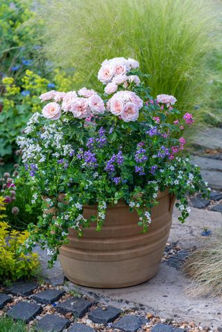 Cottage Garden Style Pot. Terracotta pot planted with patio rose 'Lovely Bride', white bacopa, Lobelia 'Cambridge Blue' and mixed Nemesias.