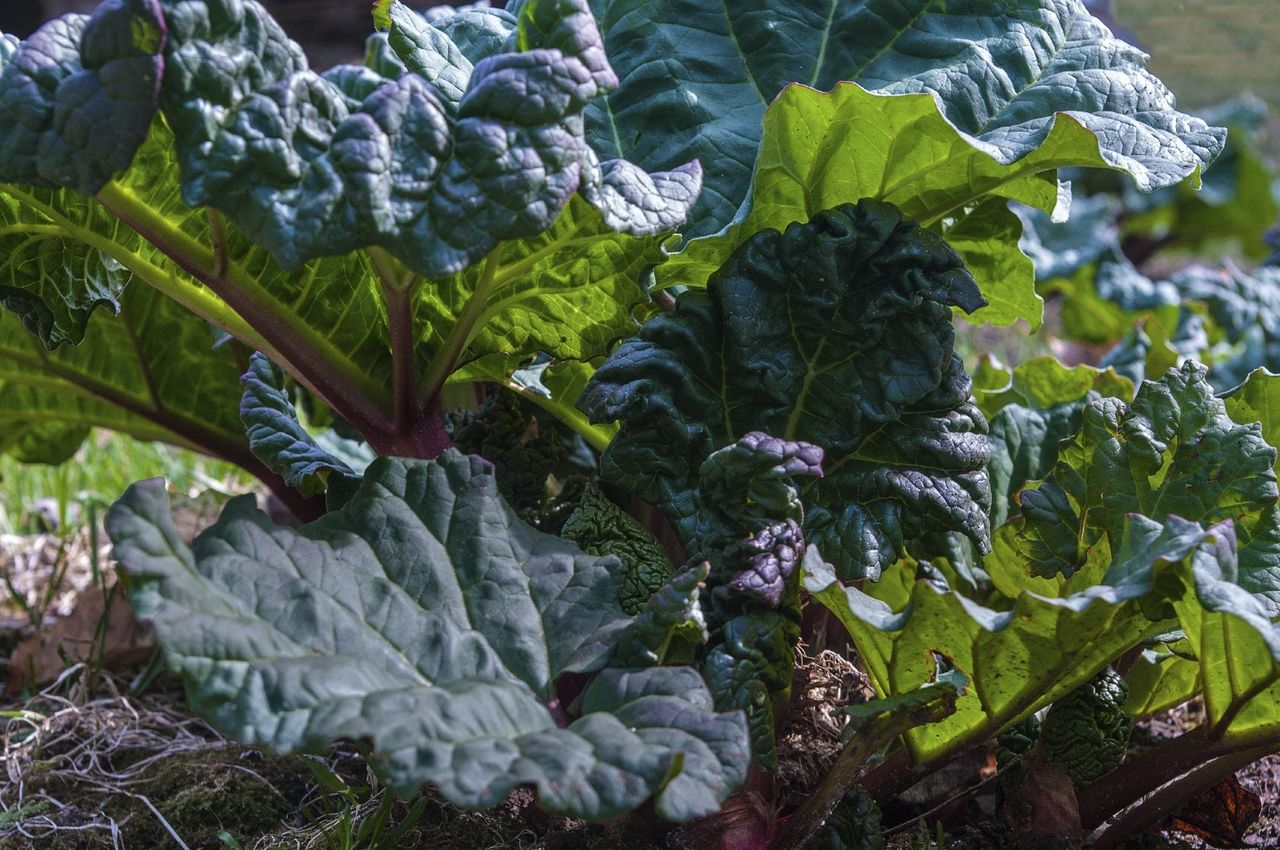 Large Rhubarb Plant Leaves