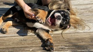 dog being tickled