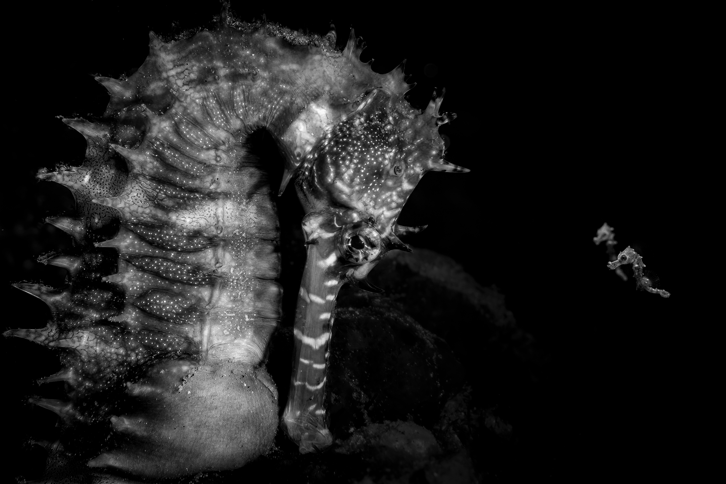 Black and white close-up of a seahorse with spiky texture and three smaller seahorses floating nearby against a dark background