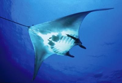 manta ray