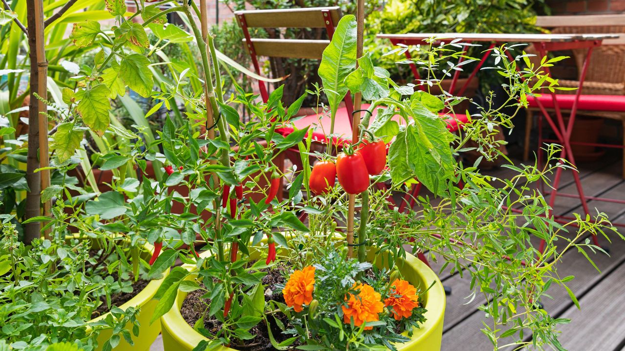 How to grow chillis in pots: a close-up of chillis, tomatoes and marigolds growing in a bright container on a balcony