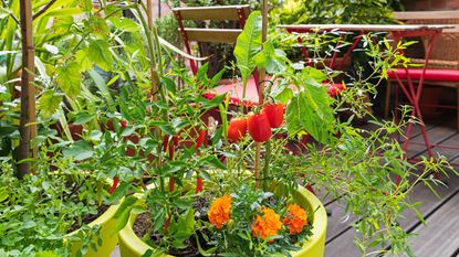 How to grow chillis in pots: a close up of chillis, tomatoes and marigolds growing in a bright container on a balcony