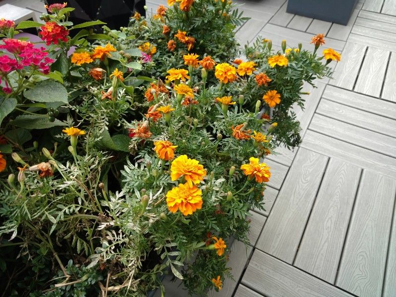 Droid Turbo 2 camera sample