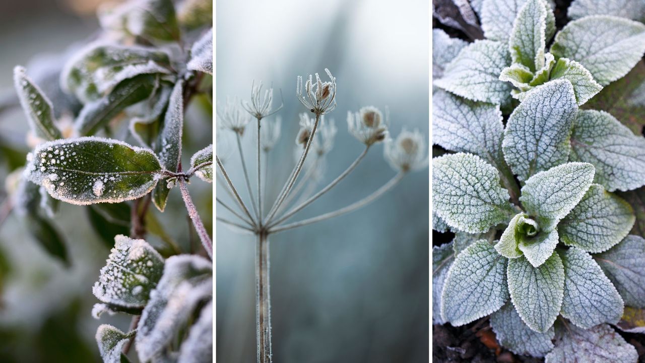 composite of three pictures of frost covered plants 