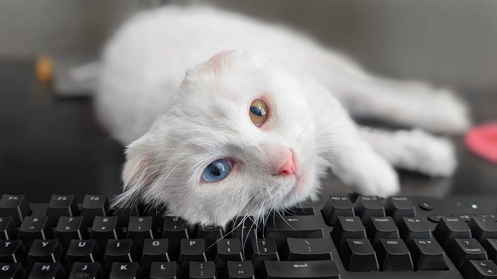 A white cat with one blue eye and one brown eye lying on a keyboard.
