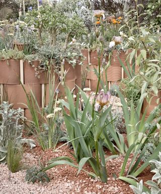 Drought-tolerant planting