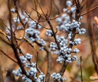 bayberry berries in winter