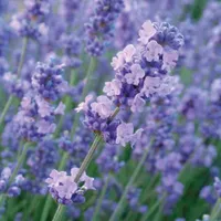 Lavander 'Melissa Lilac' at Crocus