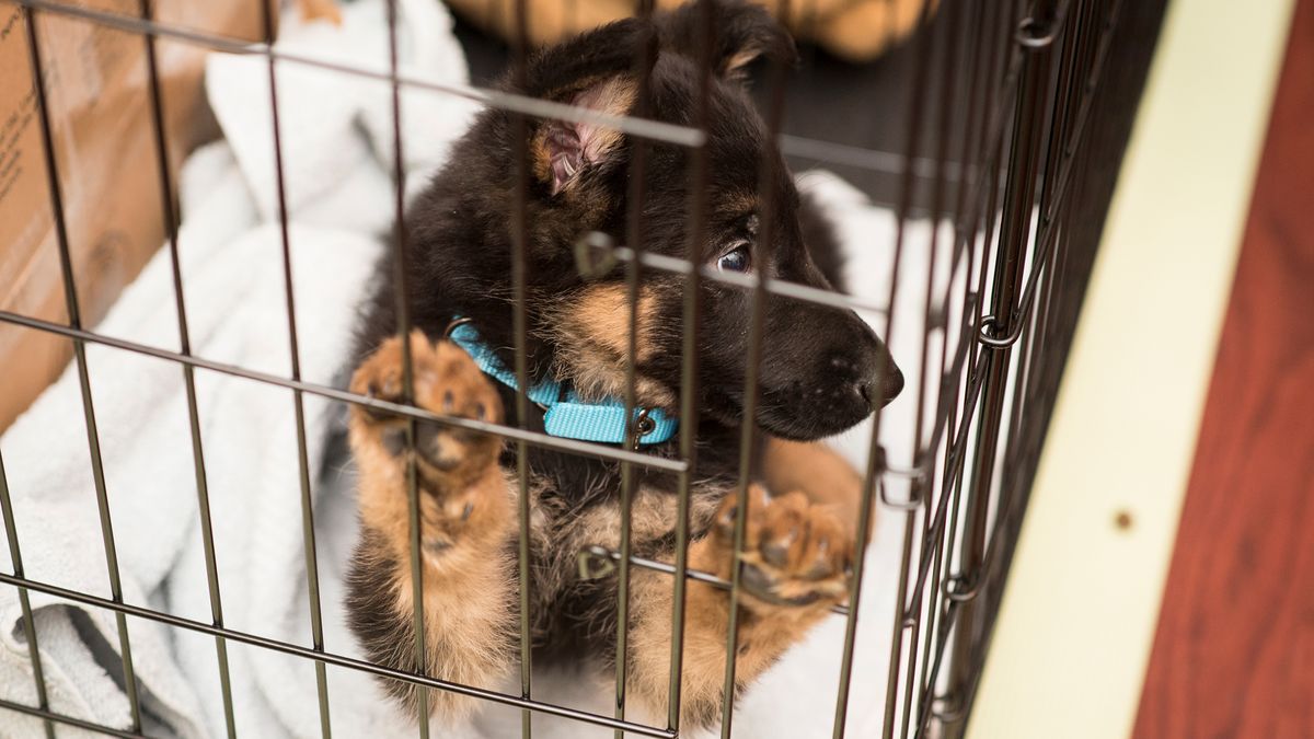 Dog inside crate