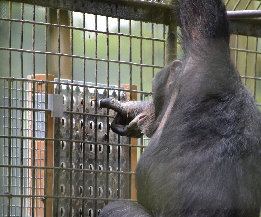 Chimpanzee with a brain teaster