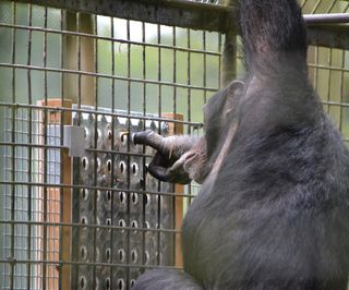 Chimpanzee with a brain teaster