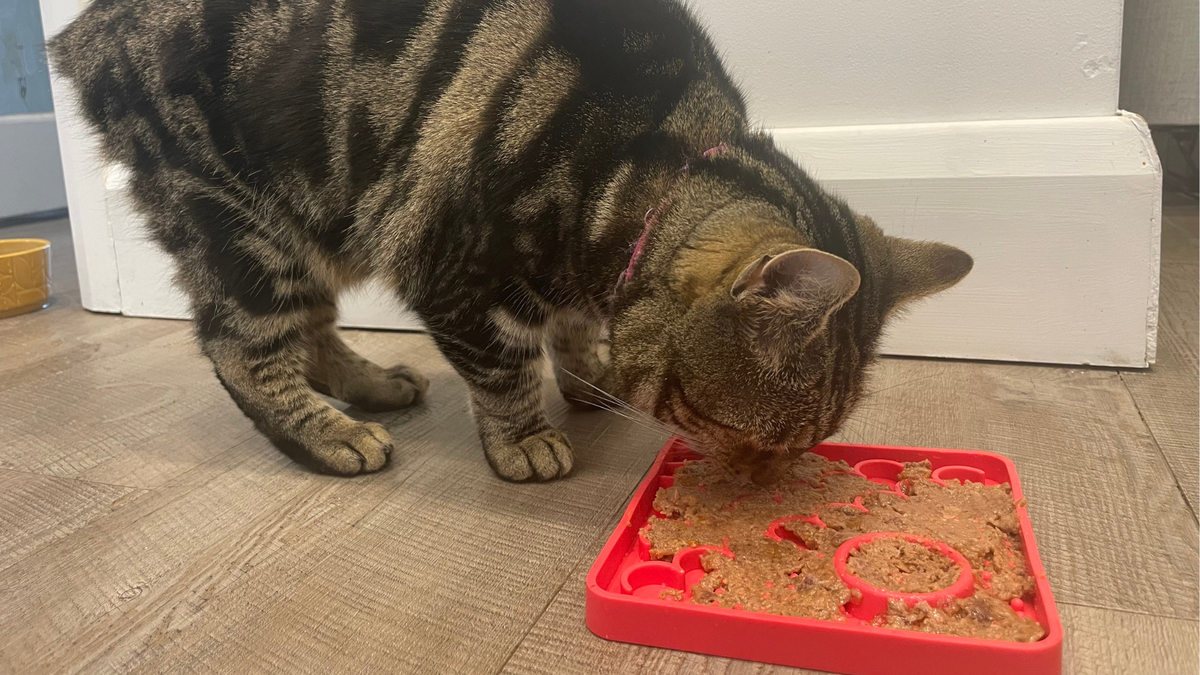 Nala eating from LickiMat Catster Cat Food Mat, one of the best cat puzzle feeders