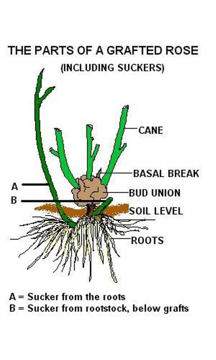 Illustration Of Parts Of A Grafted Rose