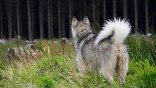 Waving plume of Alaskan malamute