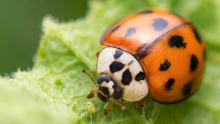 Harlequin ladybug on leaf