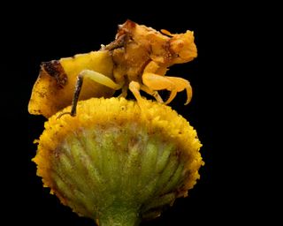 A large female jagged ambush bug waiting for prey on a tansy flower head