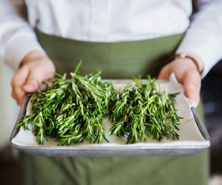 person holding tray of fresh rosemary