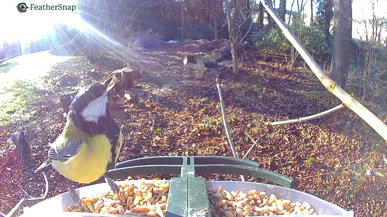 Garden bird on a bird feeder, taken with the FeatherSnap Scout bird feeder camera