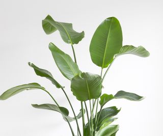 Foliage of bird of paradise plant against white wall