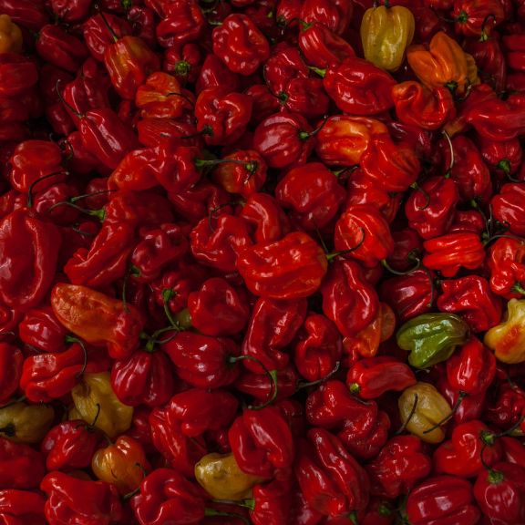 The History Of Scorpion Pepper Plants | Gardening Know How