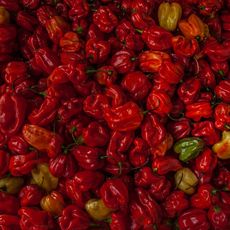 lots and lots of red hot chili peppers 