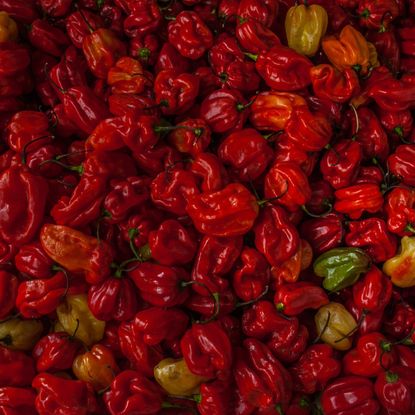 lots and lots of red hot chili peppers 