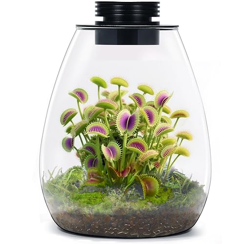 Desktop Glass Plant Terrarium With Grow Light for Carnivorous Plants &amp;amp; Moss | H 7.8 X D 6.7 In; Timer Auto On/off; for Succulents, Mini Plants and Betta Tanks; Indoor Decor for Home or Office; Gifts