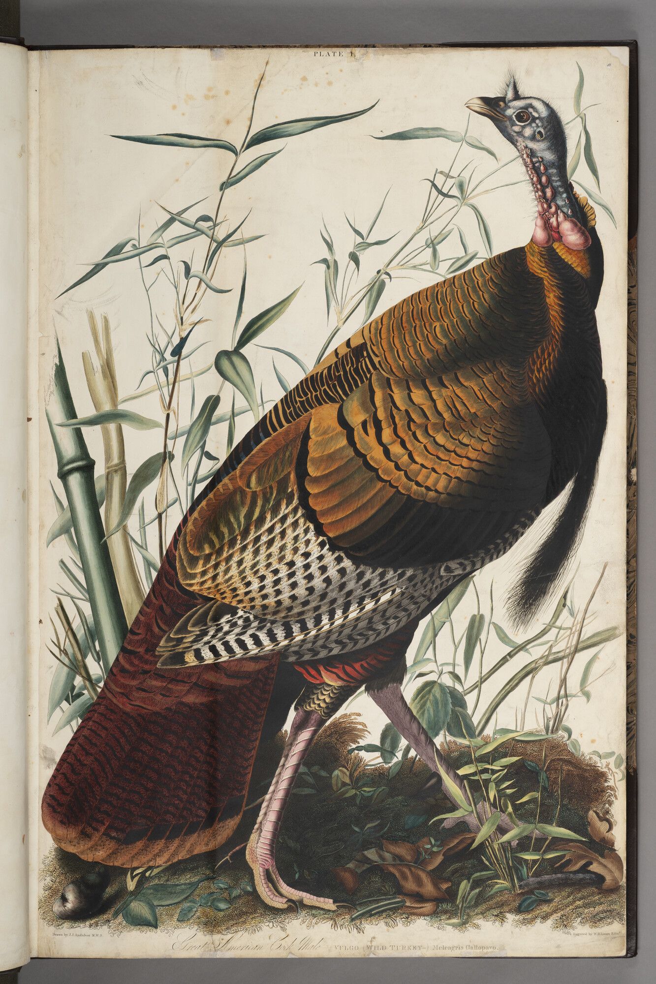 the Great American Cock Male (Wild Turkey) from Birds of America